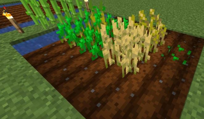 How to Grow Crops in Minecraft Version 1.17